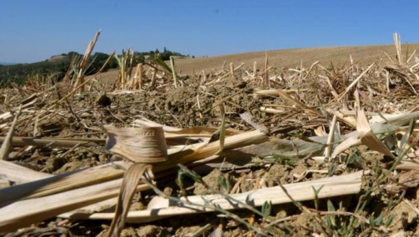 Diourbel, les caractéristiques d’une agriculture en régression