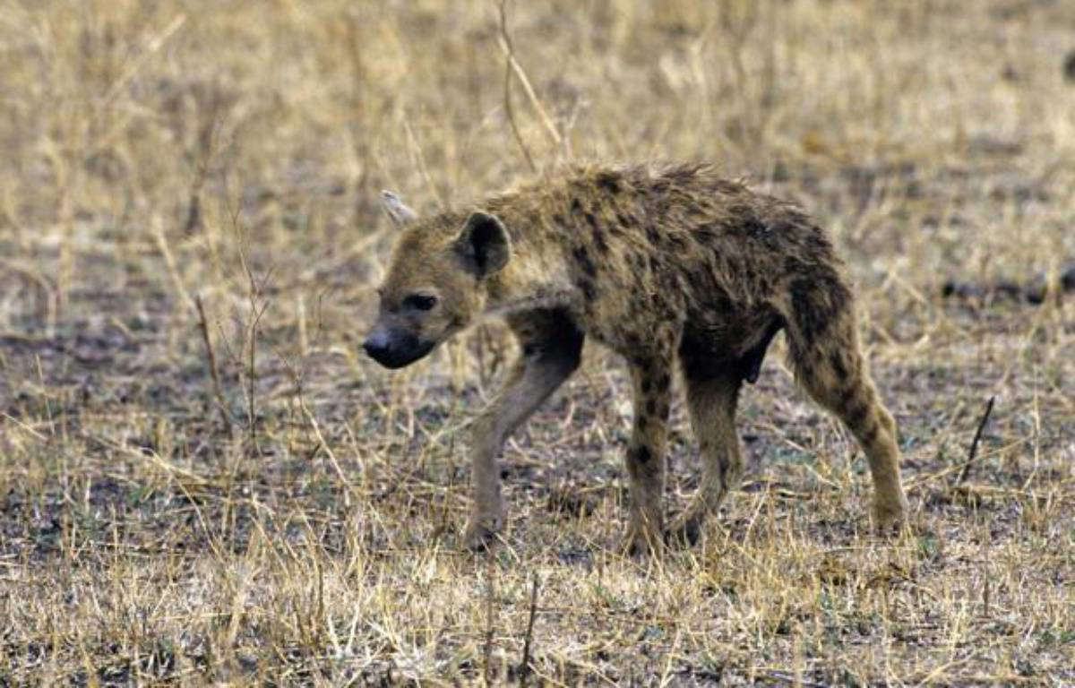 Coronavirus aux Etats-Unis : Deux hyènes testées positives dans un zoo de Denver, une première