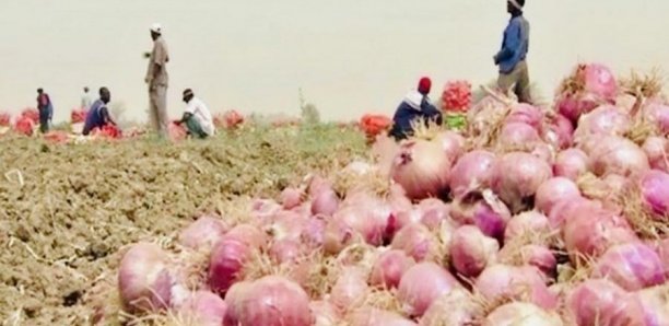 Culture de l’oignon à Podor : 4000 ha emblavés pour la contre-saison